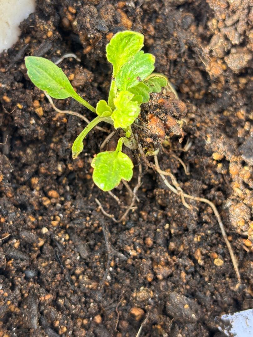 【S】キャスパー②、③、④各1芽、8芽