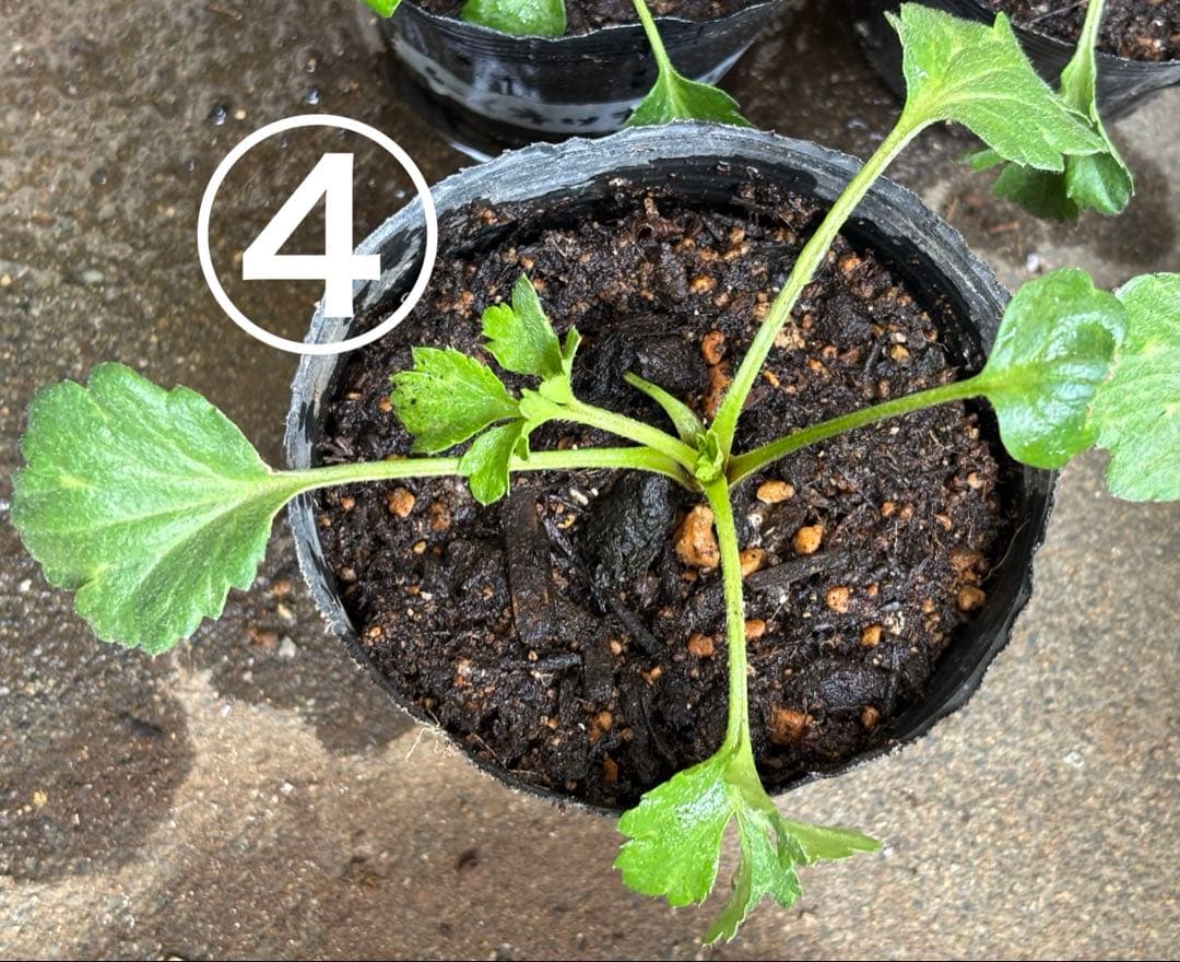 【S】キャスパー②、③、④各1芽、8芽
