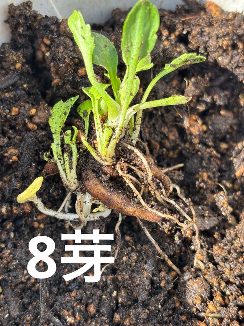 【S】キャスパー②、③、④各1芽、8芽
