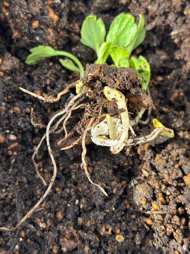 【S】キャスパー②、③、④各1芽、8芽