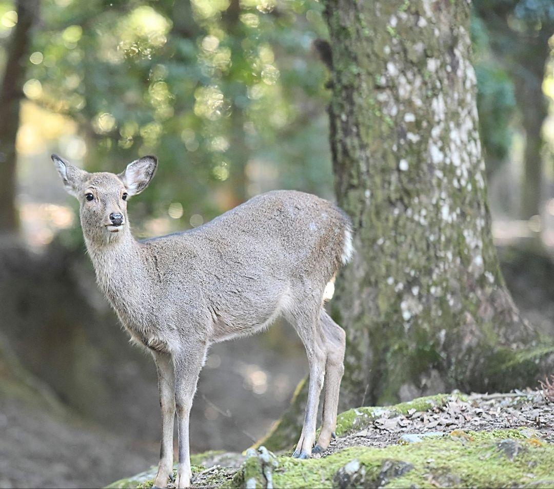 レンズ(ズーム) Nikon AF-S 70-200mm f2.8G ED VR II