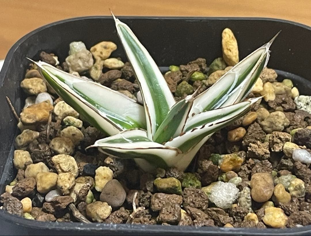 アガベ　氷山　②