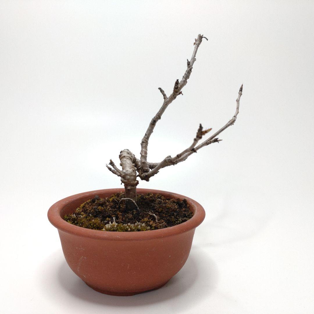 寒樹桜桃（サクランボ）盆栽 SS010