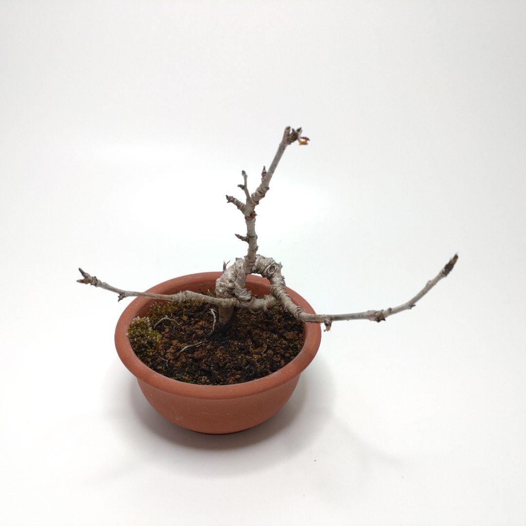 寒樹桜桃（サクランボ）盆栽 SS010