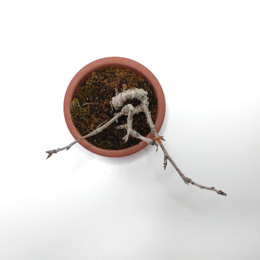 寒樹桜桃（サクランボ）盆栽 SS010