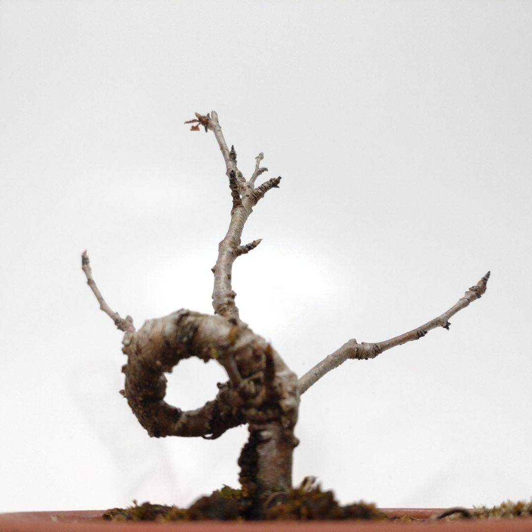 寒樹桜桃（サクランボ）盆栽 SS010