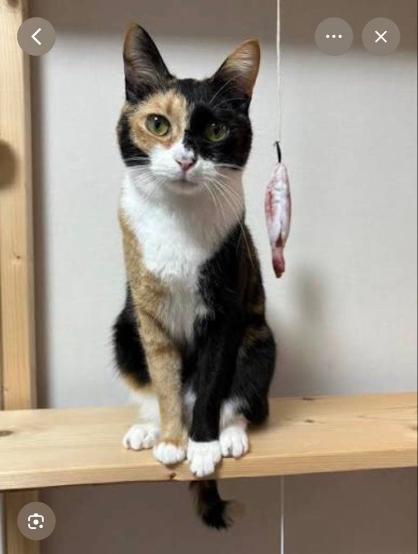 猫さんイメージ画像見本
