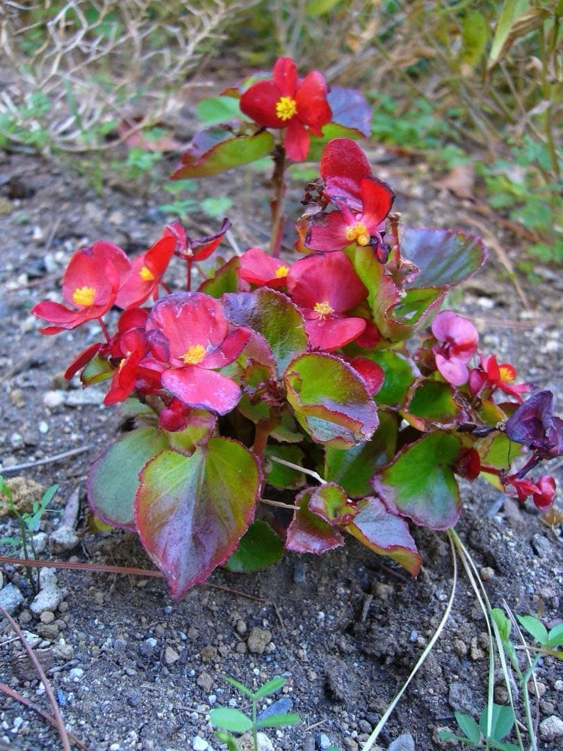 実写美⭕️良品【動作確認済】Panasonic LUMIX DMC-FX8シルバー