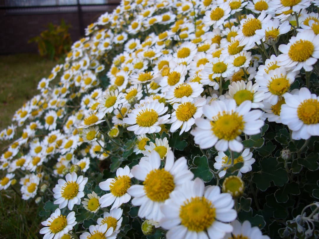 実写美⭕️良品【動作確認済】Panasonic LUMIX DMC-FX8シルバー