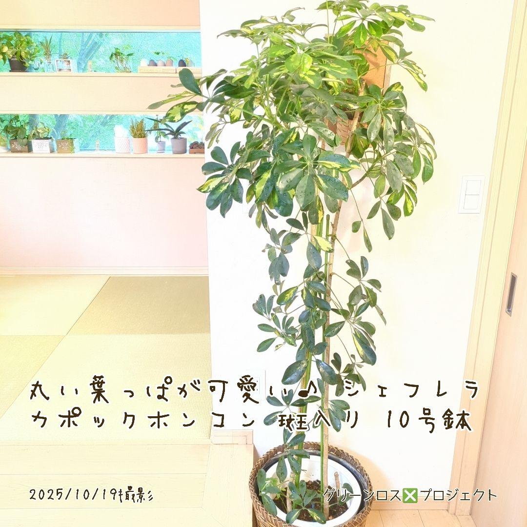 【Yoshi44⚠鉢カバー不要埼玉】シェフレラカポックホンコン斑入り10号