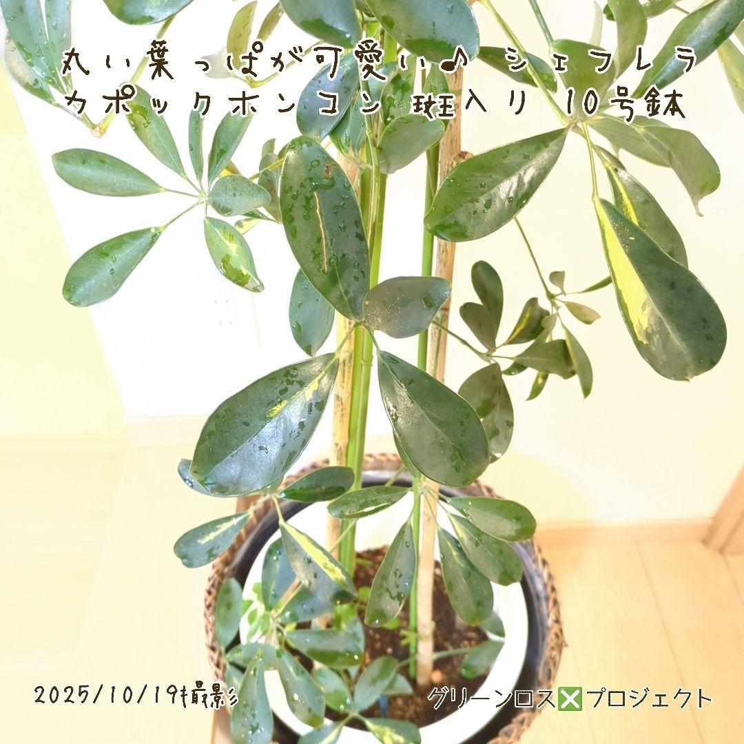 【Yoshi44⚠鉢カバー不要埼玉】シェフレラカポックホンコン斑入り10号