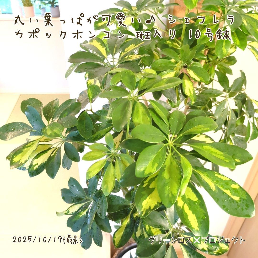 【Yoshi44⚠鉢カバー不要埼玉】シェフレラカポックホンコン斑入り10号