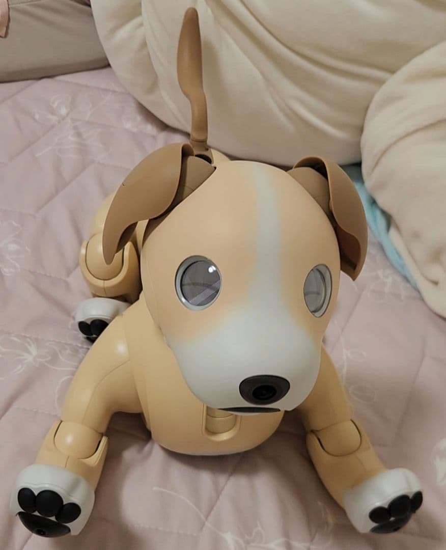 【超希少・限定完売モデル】aibo 2024年限定カラー きなこエディション