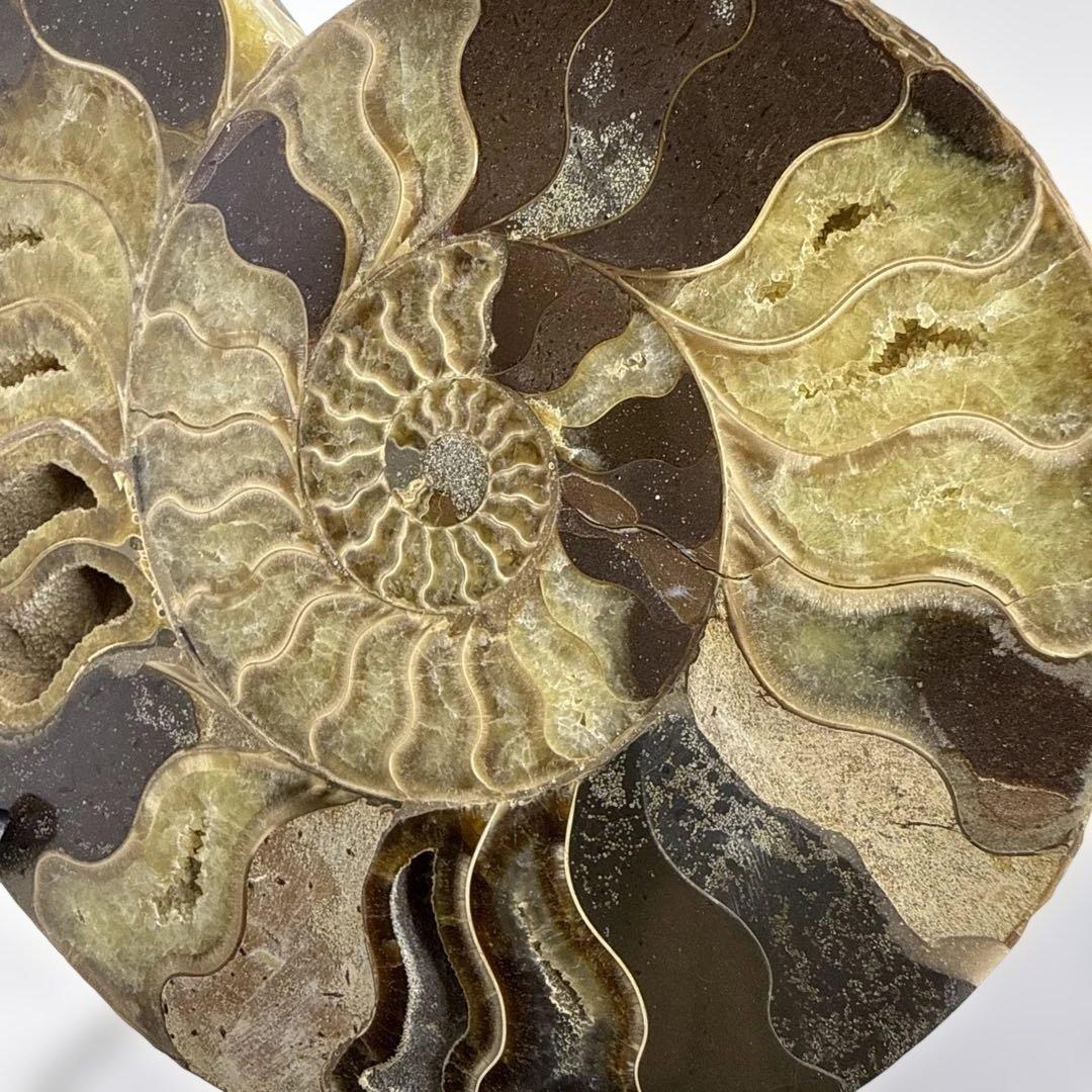 アモナイト化石 ペア　スタンド付き