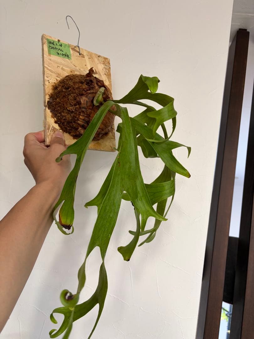 ビカクシダ　コロナリウム　フィリピネス　子株　板付