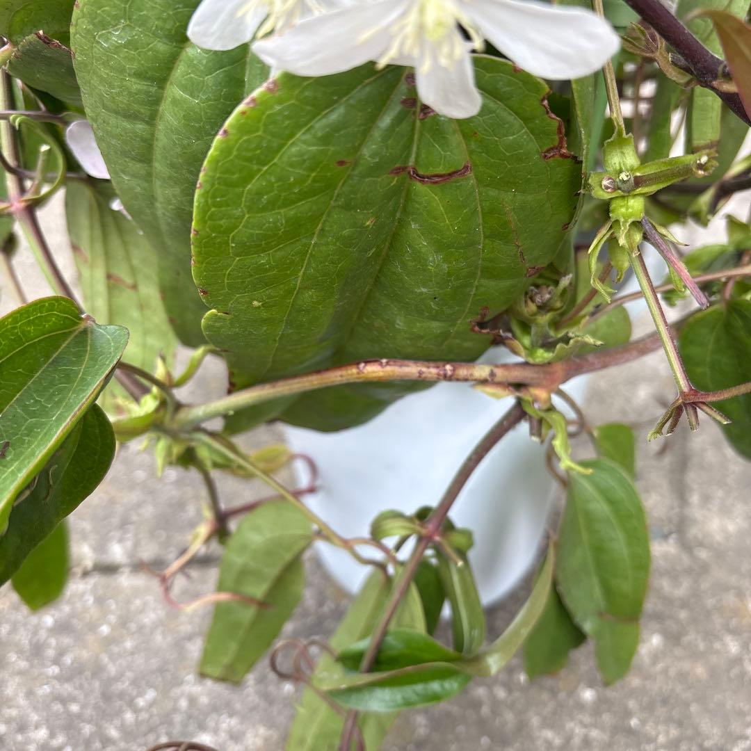 クレマチスアップルブロッサム②