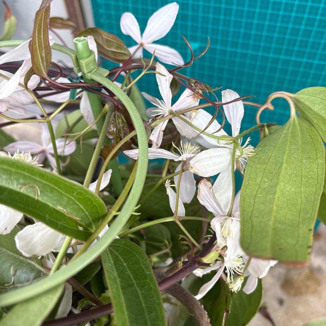 クレマチスアップルブロッサム②