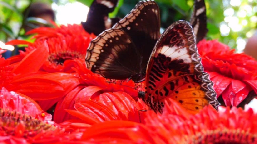 すぐ使えるセット Nikon B600 完動品　値下げしました