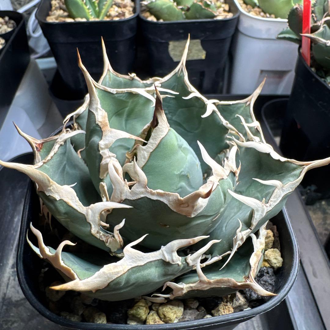 アガベ　チタノタ　Fo-076 中株　オテロイ　白鯨　白幽霊　白豪刺　白焔　赤猫