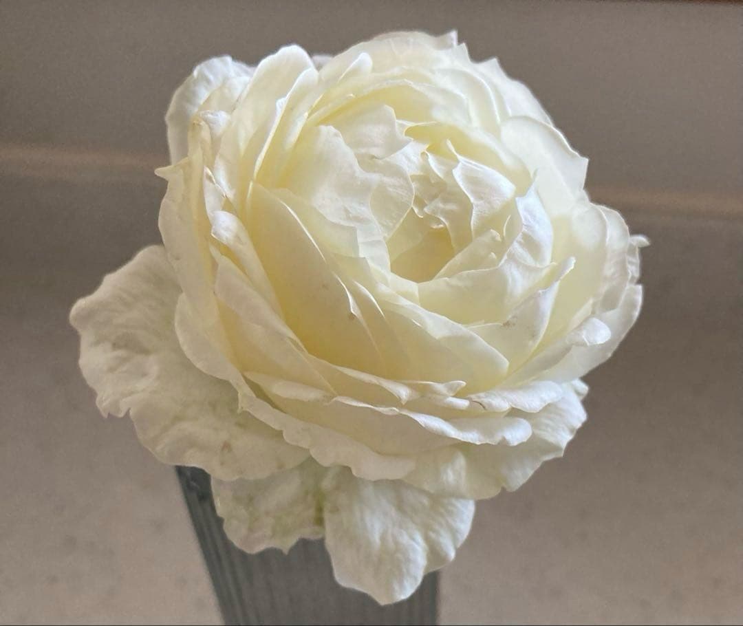 ★ノースフレグランス★バラ大苗★白薔薇★バラ★強香★和バラ★大苗★廃盤品種★