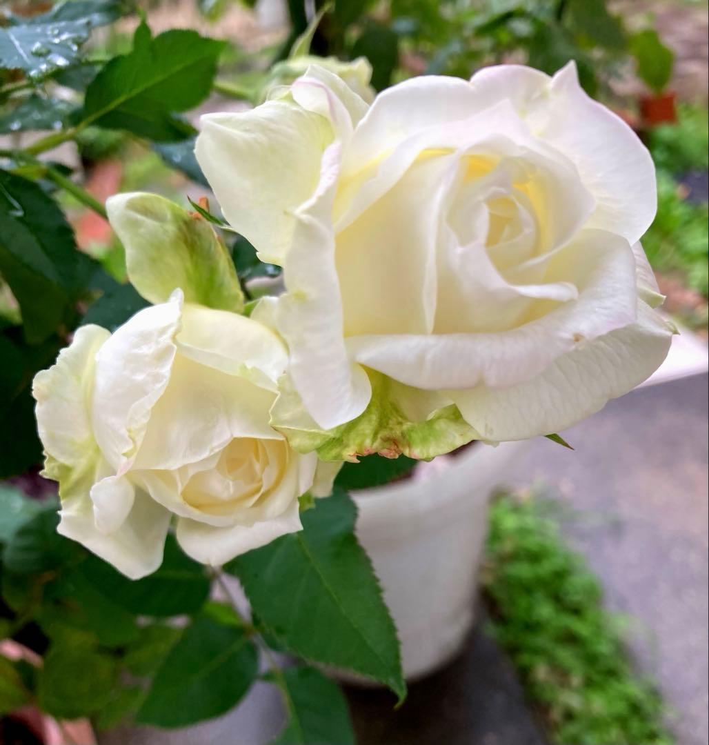★ノースフレグランス★バラ大苗★白薔薇★バラ★強香★和バラ★大苗★廃盤品種★