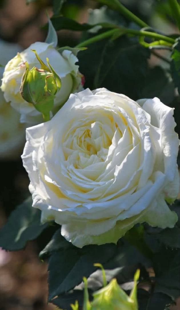 ★ノースフレグランス★バラ大苗★白薔薇★バラ★強香★和バラ★大苗★廃盤品種★