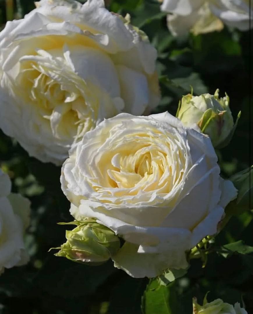 ★ノースフレグランス★バラ大苗★白薔薇★バラ★強香★和バラ★大苗★廃盤品種★