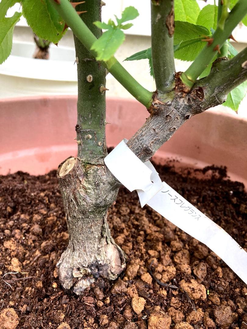 ★ノースフレグランス★バラ大苗★白薔薇★バラ★強香★和バラ★大苗★廃盤品種★