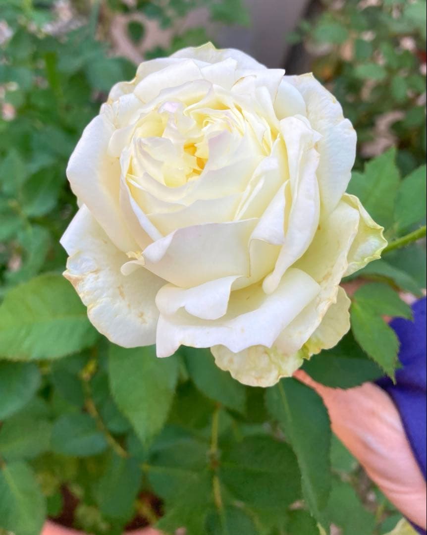 ★ノースフレグランス★バラ大苗★白薔薇★バラ★強香★和バラ★大苗★廃盤品種★