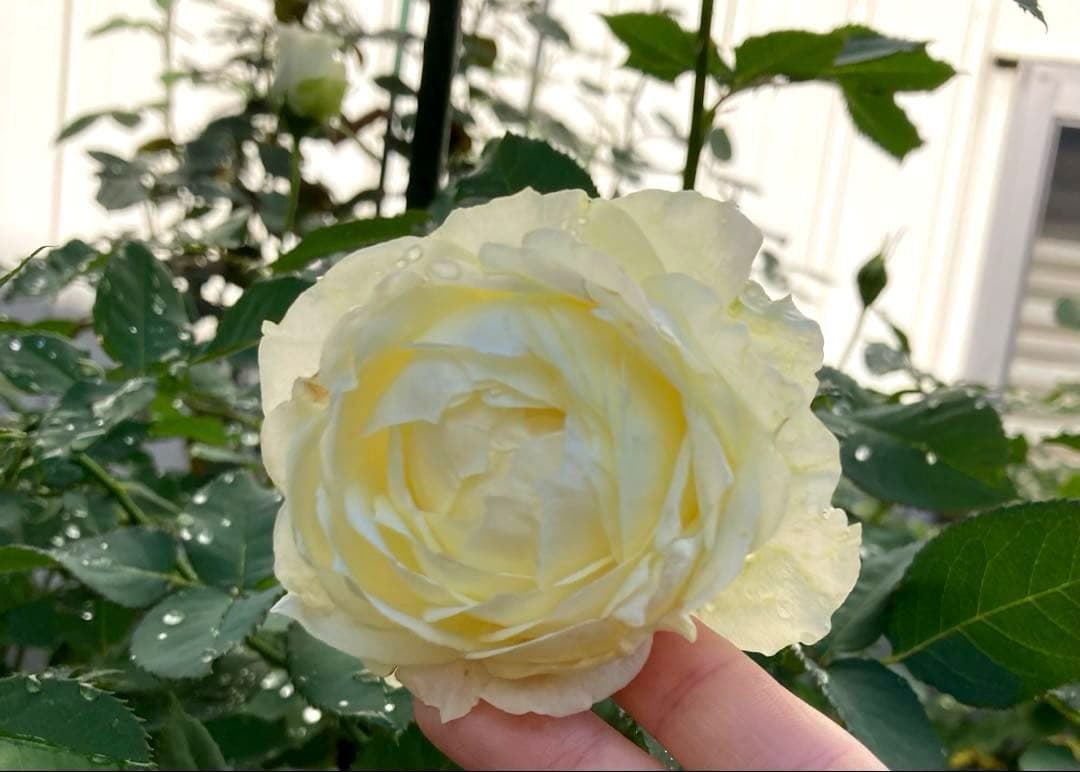 ★ノースフレグランス★バラ大苗★白薔薇★バラ★強香★和バラ★大苗★廃盤品種★