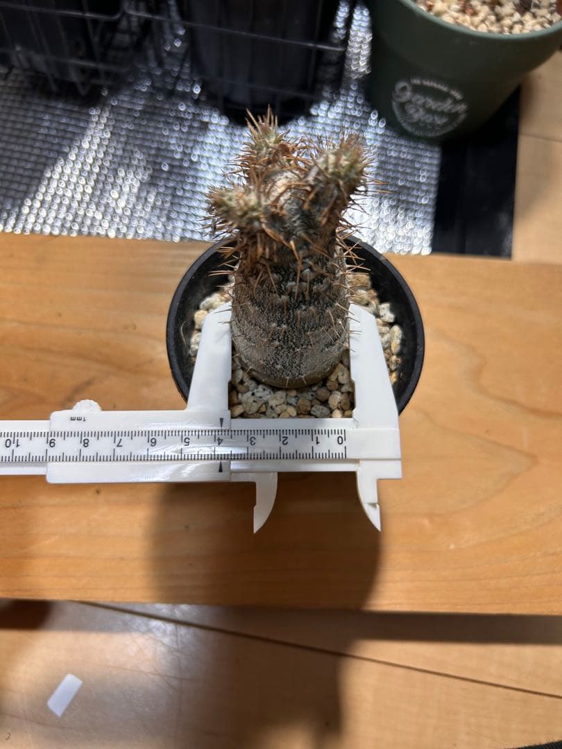 パキポディウムグラキリス　実生株　鉢ごと