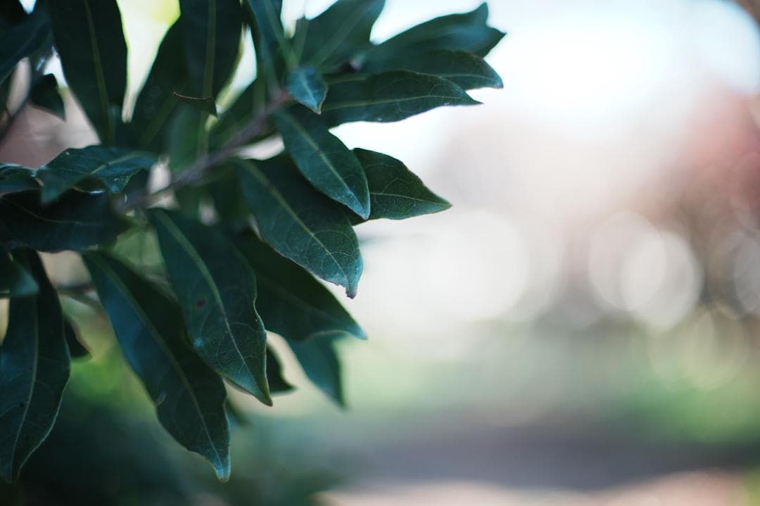 【希少8枚玉】動作◎ Super Takumar 50mm F1.4 113