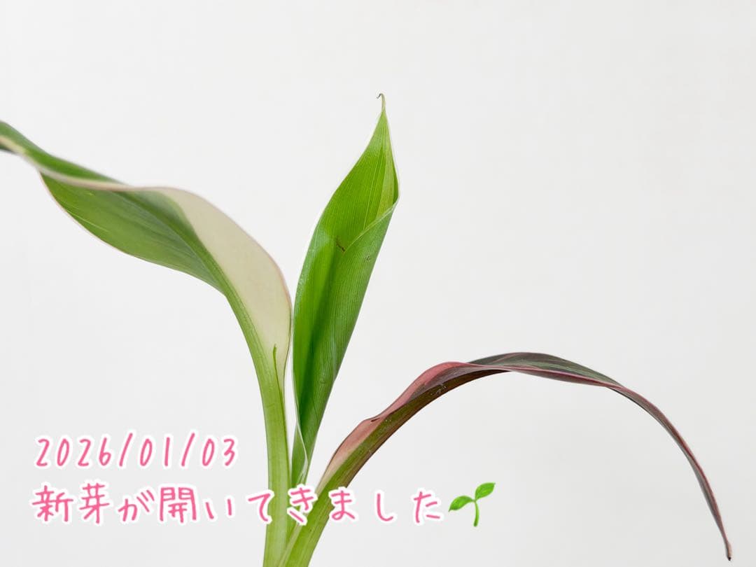 ムサノノ　バナナ　ピンク斑　鉢ごと