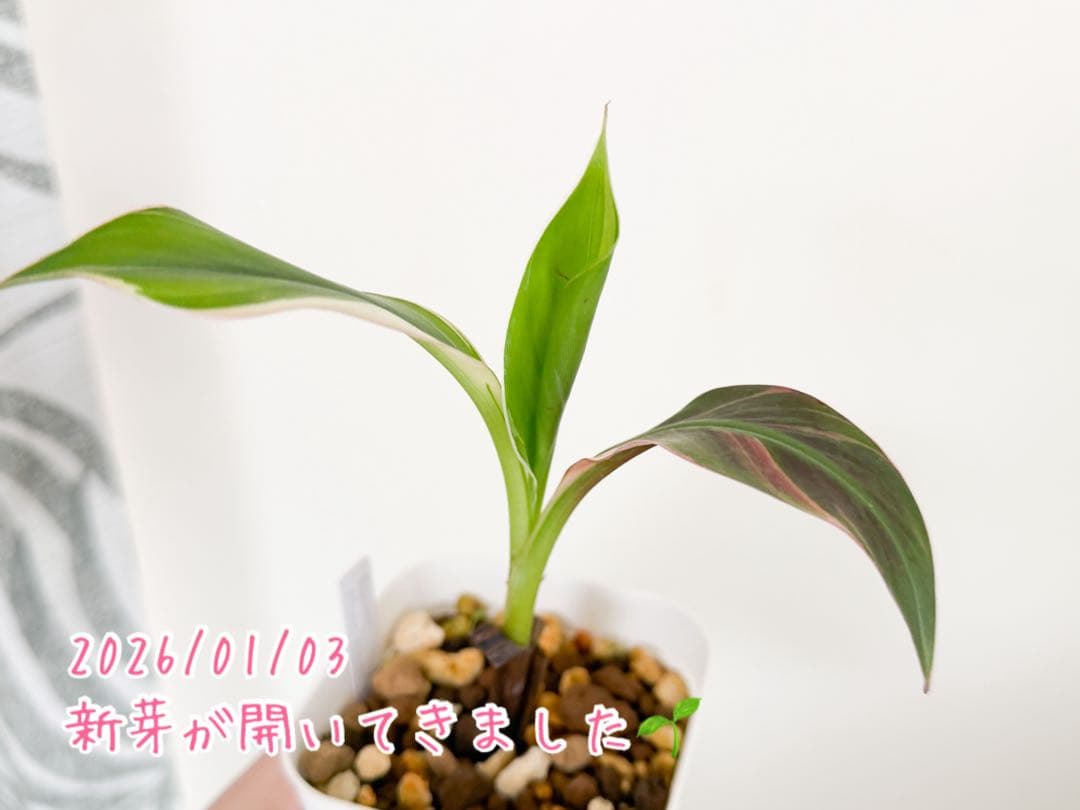 ムサノノ　バナナ　ピンク斑　鉢ごと
