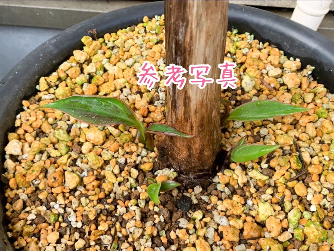 ムサノノ　バナナ　ピンク斑　鉢ごと