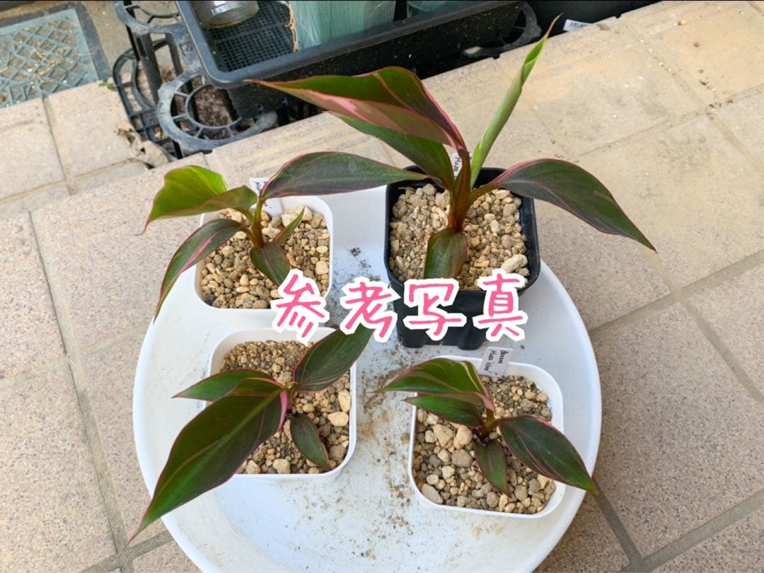 ムサノノ　バナナ　ピンク斑　鉢ごと