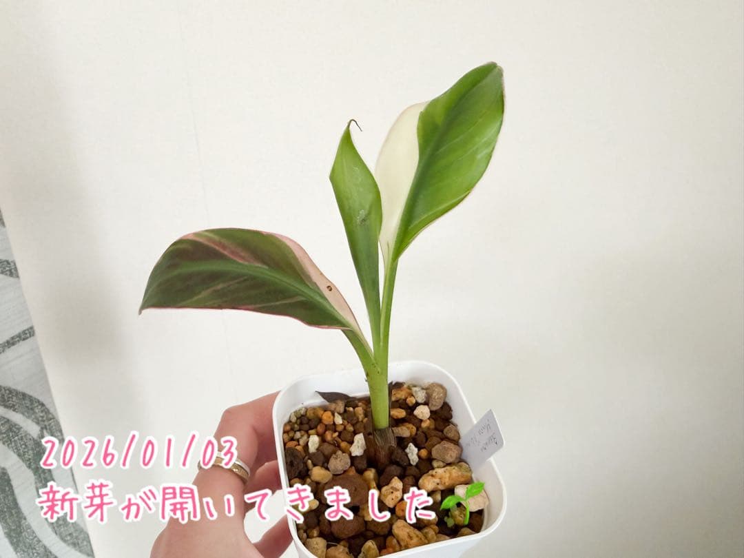 ムサノノ　バナナ　ピンク斑　鉢ごと