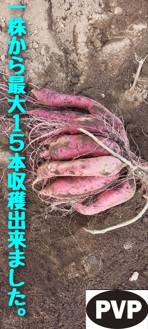 100本4月中旬発送分茨城県産紅はるかさつまいも苗ウイルスフリー