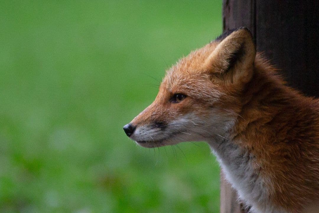 4/29までタムロン　EF　70-200mm f/2.8 　説明読んでください