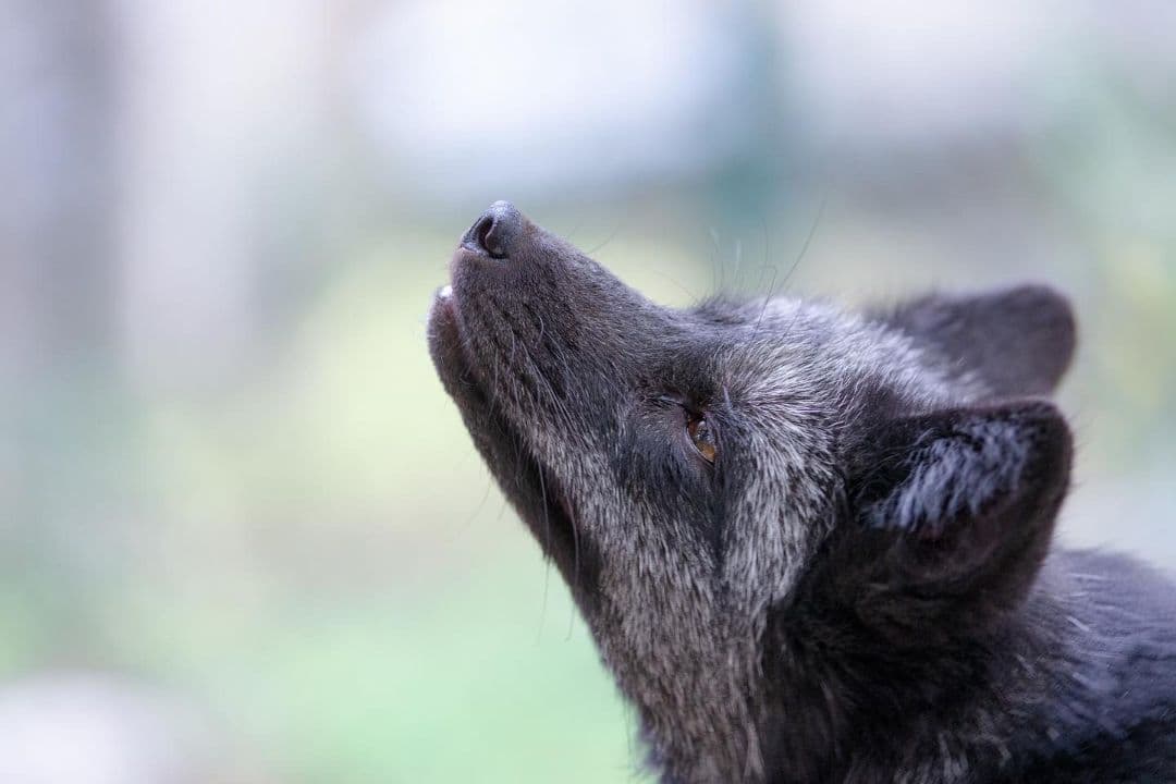 4/29までタムロン　EF　70-200mm f/2.8 　説明読んでください