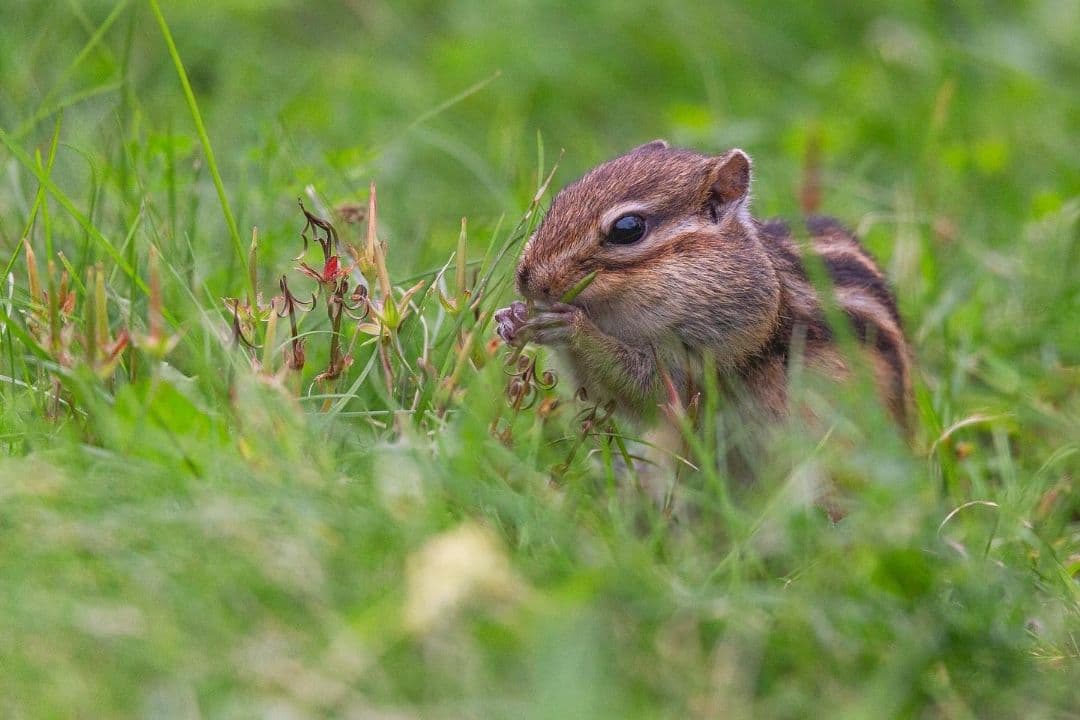 4/29までタムロン　EF　70-200mm f/2.8 　説明読んでください