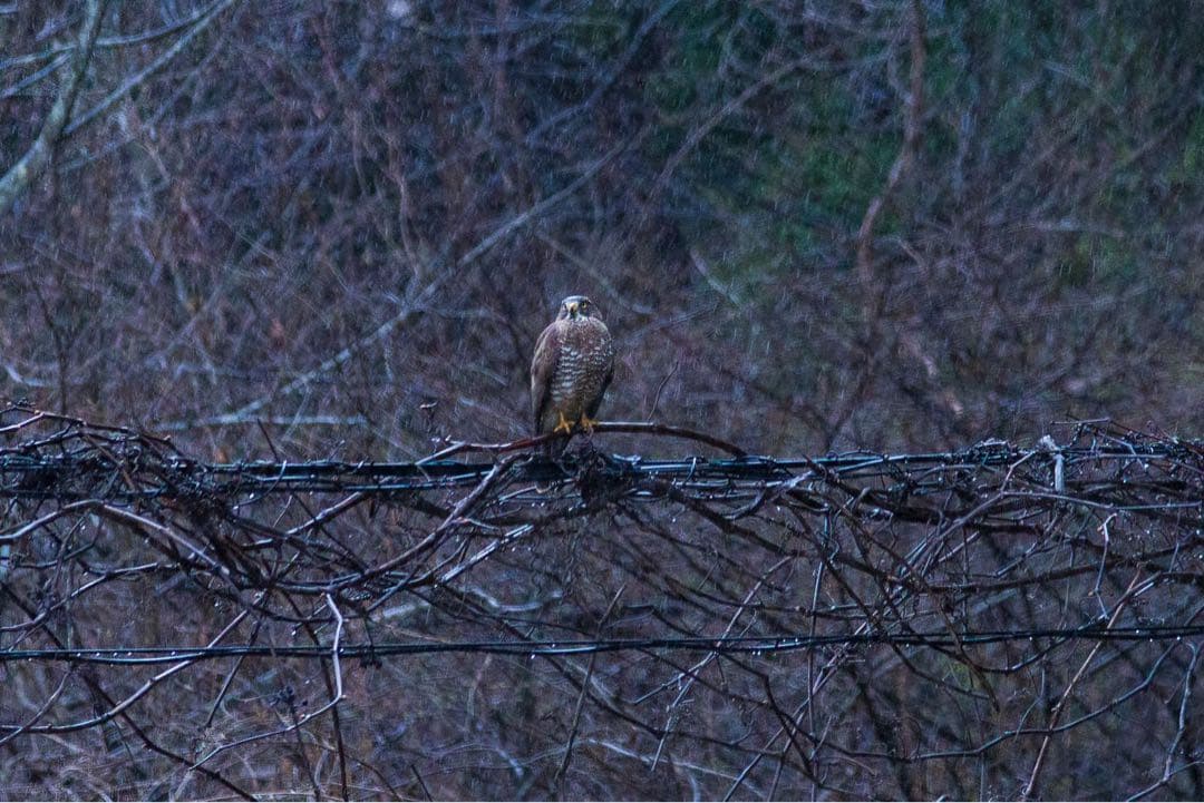 4/29までタムロン　EF　70-200mm f/2.8 　説明読んでください