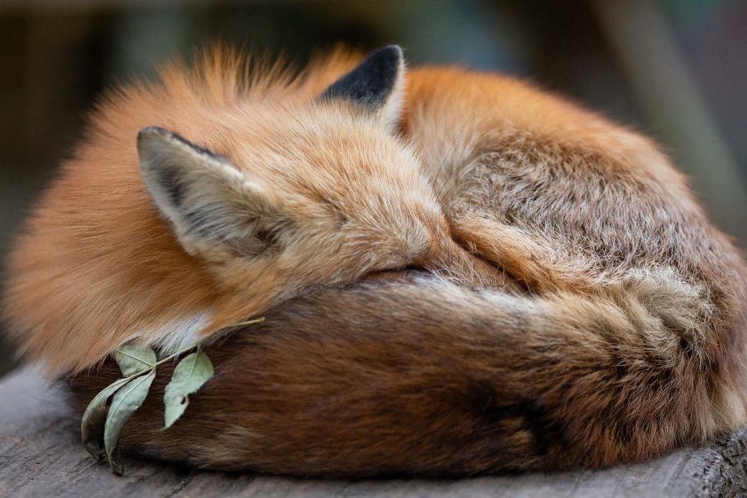 4/29までタムロン　EF　70-200mm f/2.8 　説明読んでください