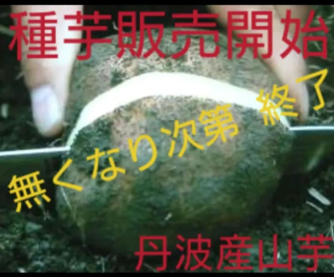 後は植えるだけ！カット種芋2kg★丹波山の芋★