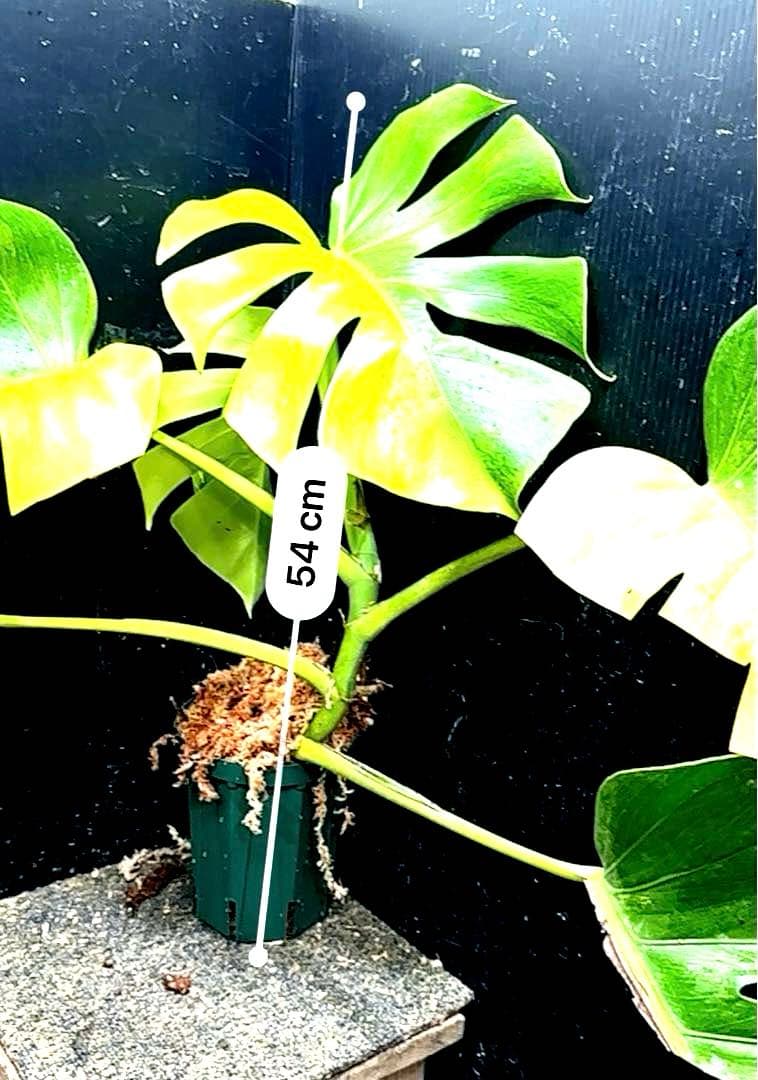 ば*ん様 斑入りモンステラボルシギアナオーレア黄斑4号鉢植え54cm発根済み安心