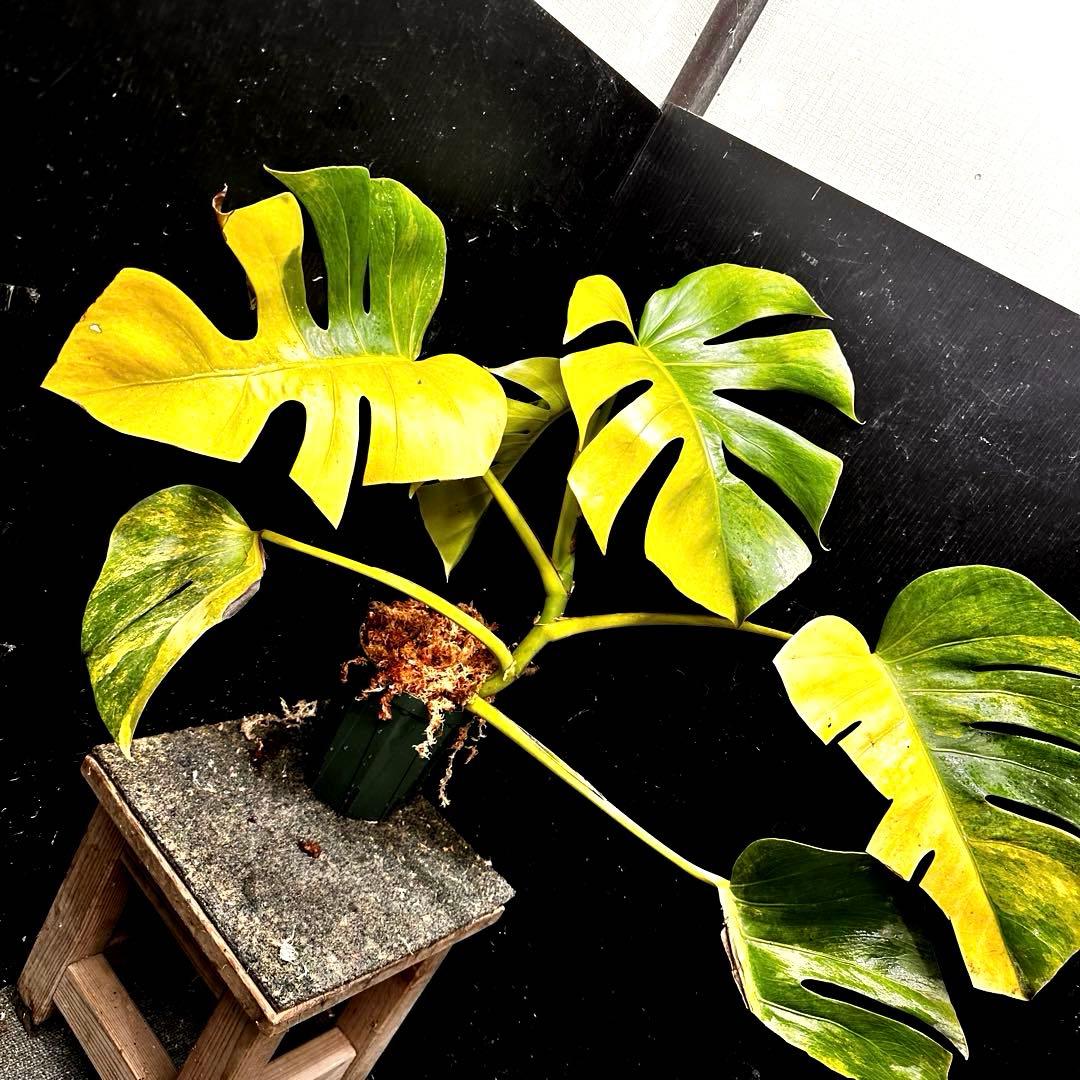 ば*ん様 斑入りモンステラボルシギアナオーレア黄斑4号鉢植え54cm発根済み安心