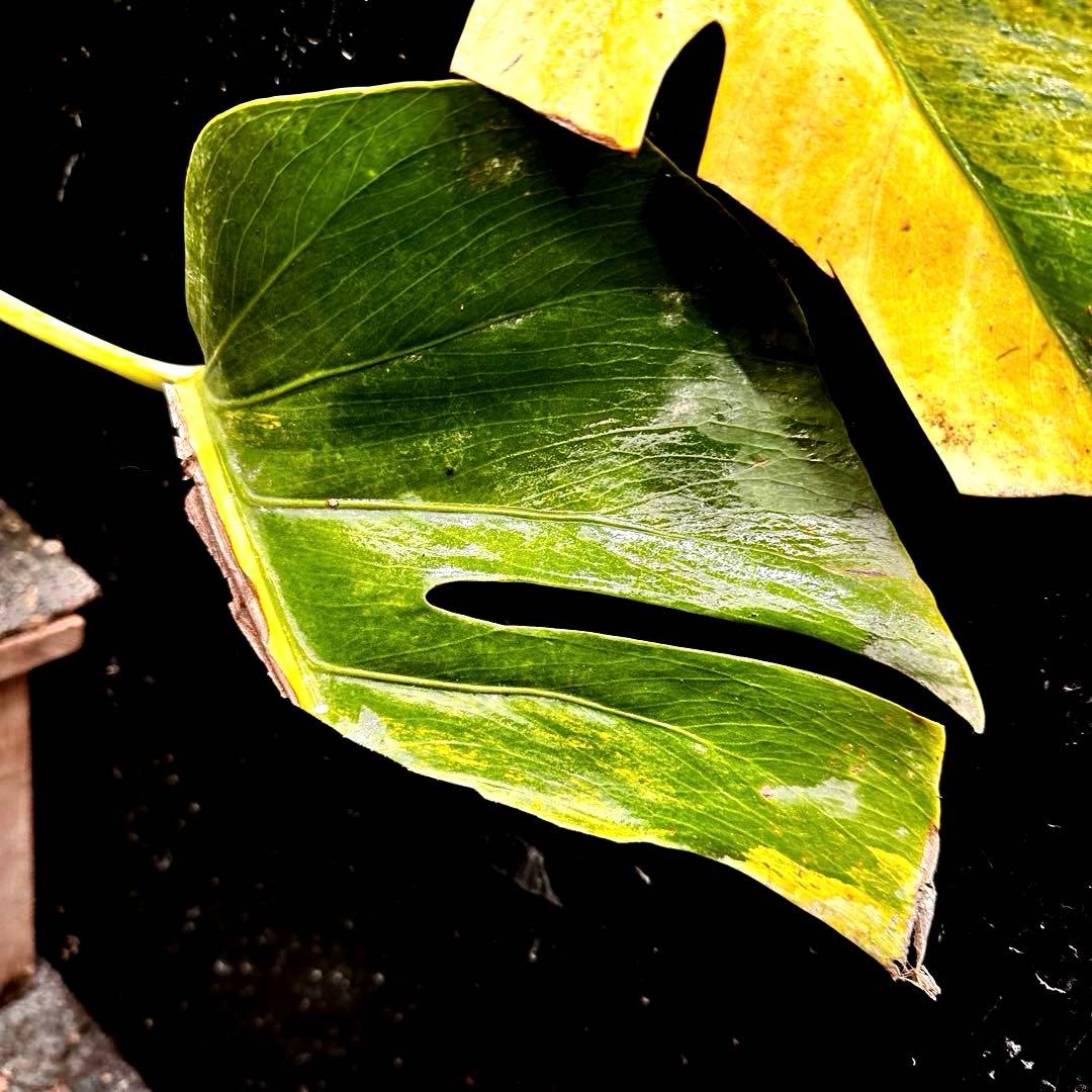 ば*ん様 斑入りモンステラボルシギアナオーレア黄斑4号鉢植え54cm発根済み安心