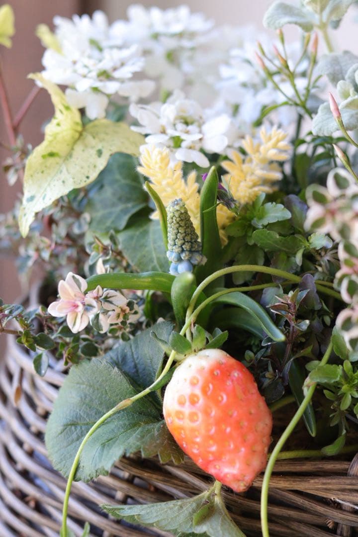 春 爛 漫 ❤︎ナチュラル籠の春の寄せ植え