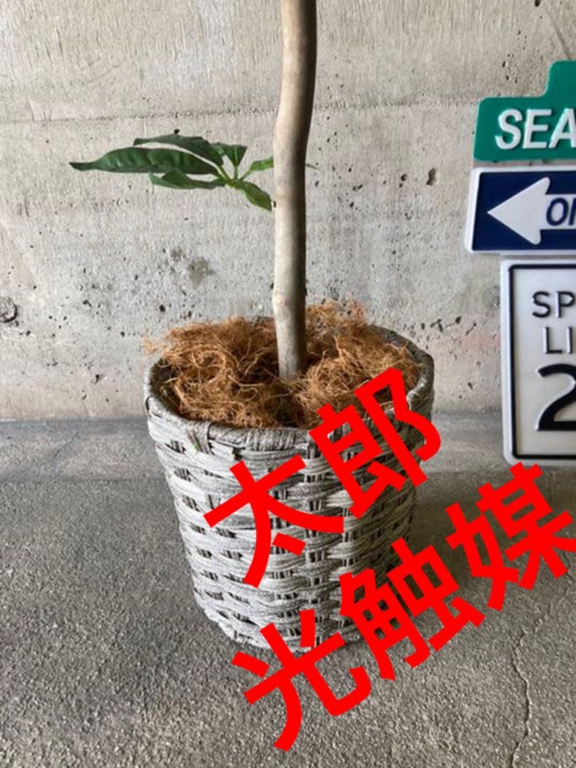 光触媒　人工観葉植物　ウォールグリーン　フェイク　フラワー　オリーブ　優世様