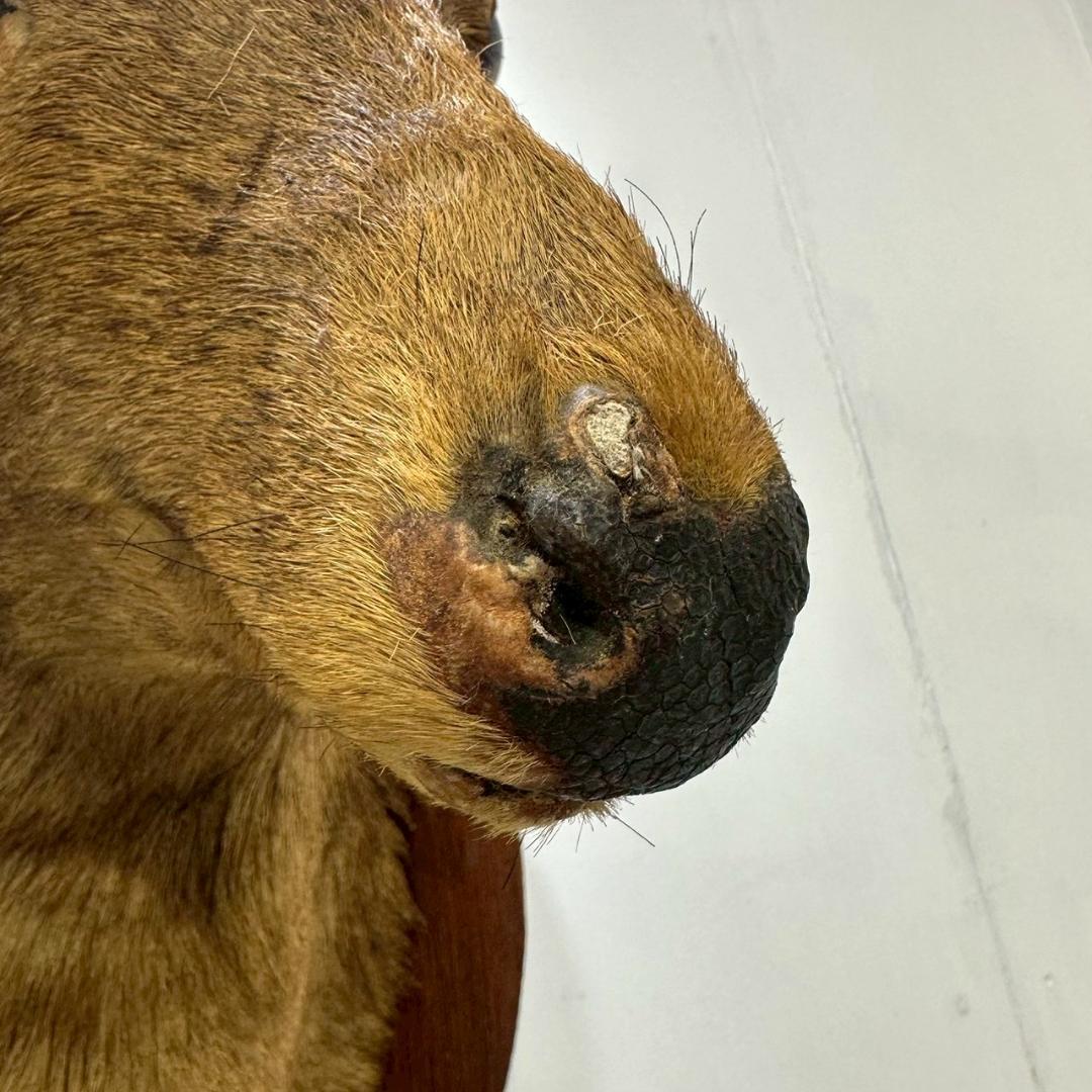 iΦ【引き取り歓迎】鹿の剥製 壁掛け ニホンジカ ハンティングトロフィー